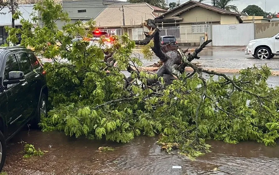  Árvore caiu na região central de Ponta Porã, nas proximidades da Paróquia São José.(Foto: Vinicius Gamarra)