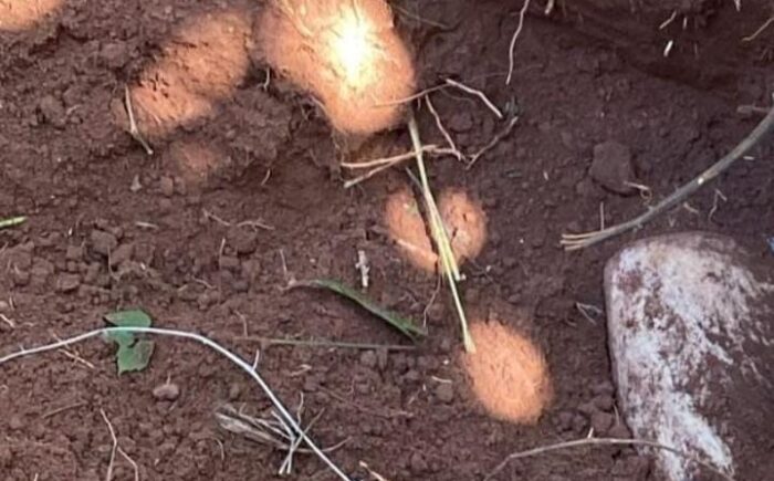 Corpo de agrônomo desaparecido é encontrado enterrado no Paraguai